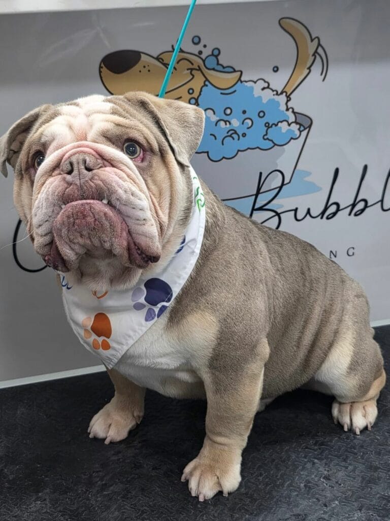Golden Bubble mobile pet salon groomer providing professional dog grooming services in fully-equipped van